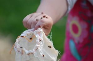 Little Girl with Lady Bugs on Her Hand