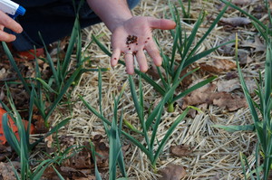 Little Girl Putting Lady Bugs on Plants